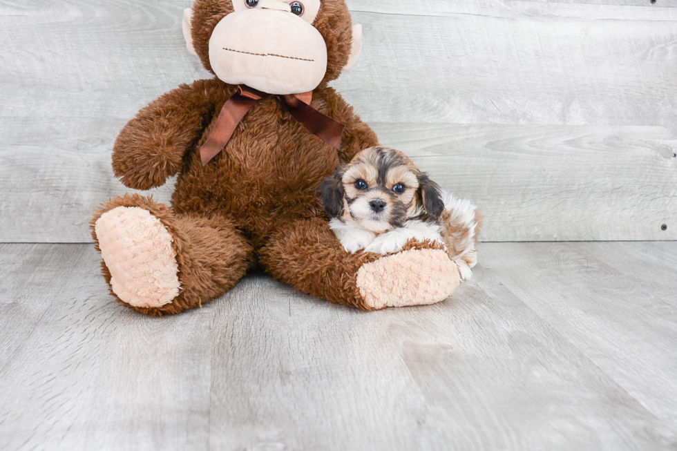 Little Havanese Purebred Pup