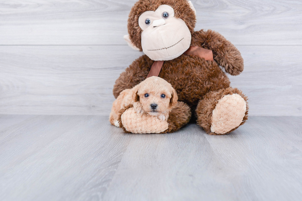 Maltipoo Puppy for Adoption