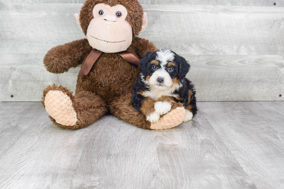 Adorable Bernadoodle Poodle Mix Puppy