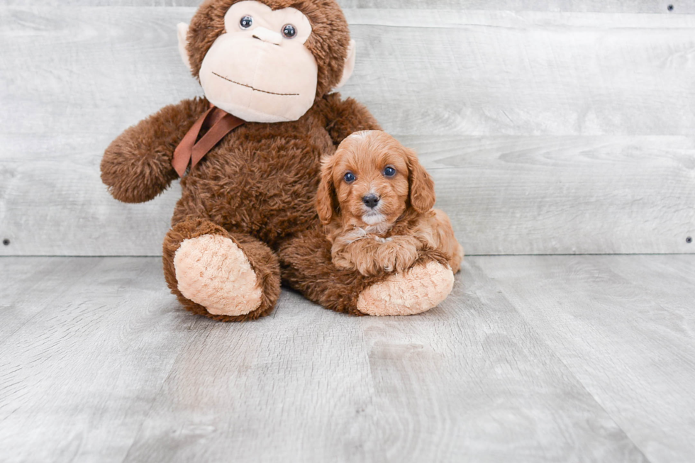 Cavapoo Pup Being Cute