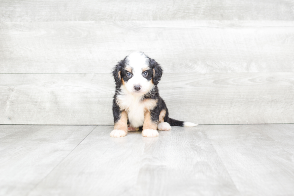 Playful Mini Berniedoodle Poodle Mix Puppy