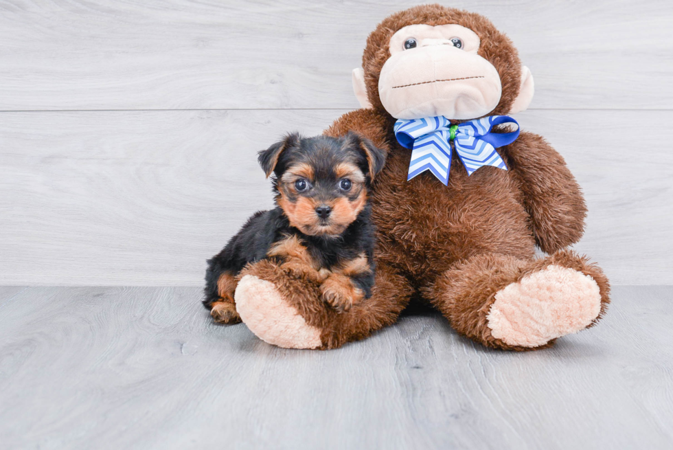 Meet Jeremy - our Yorkshire Terrier Puppy Photo 