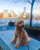 Mini Goldendoodle Being Cute