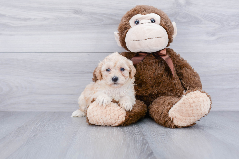 Maltipoo Pup Being Cute