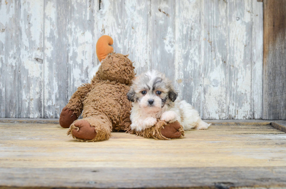 Happy Teddy Bear Baby