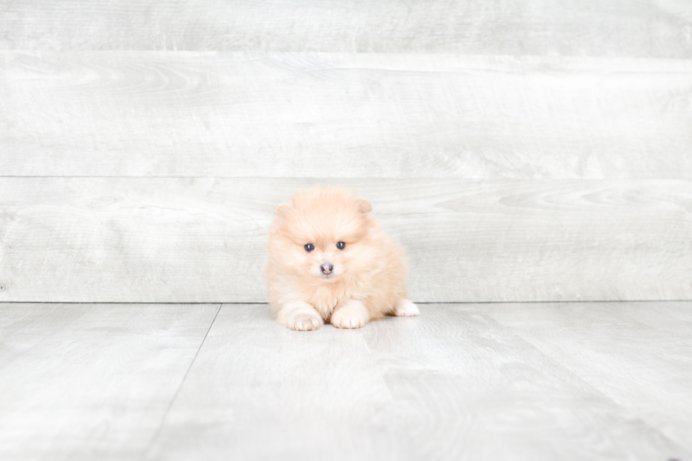 Sweet Pomeranian Purebred Puppy