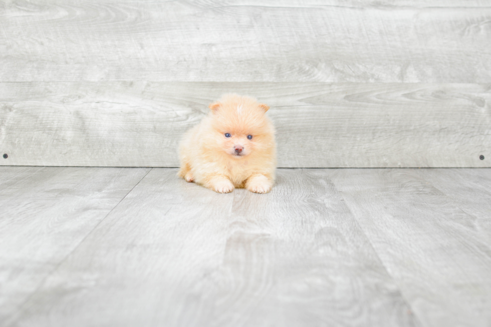 Cute Pomeranian Purebred Puppy