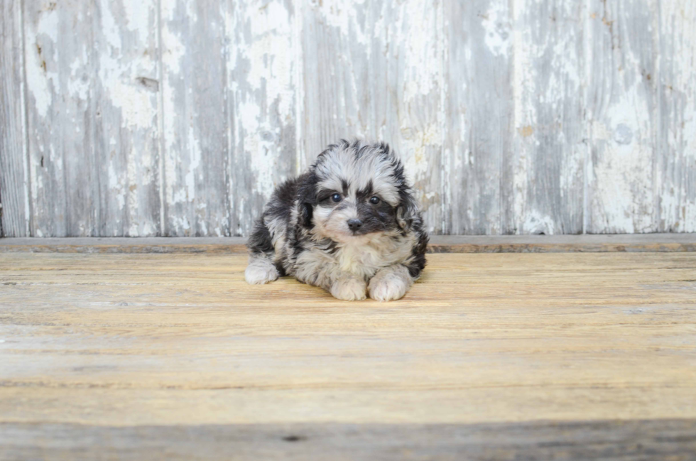 Hypoallergenic Aussiepoo Poodle Mix Puppy