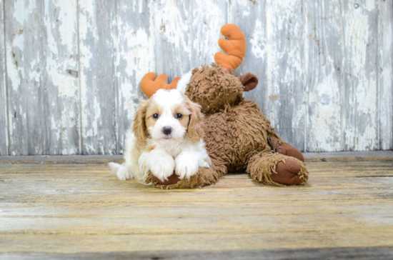 Cavapoo Pup Being Cute