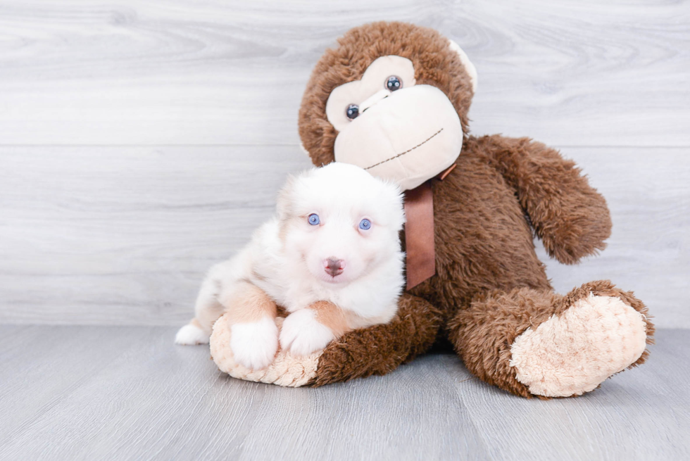 Mini Aussiedoodle Puppy for Adoption