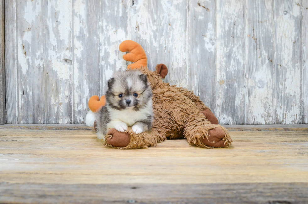 Energetic Pomeranian Purebred Puppy