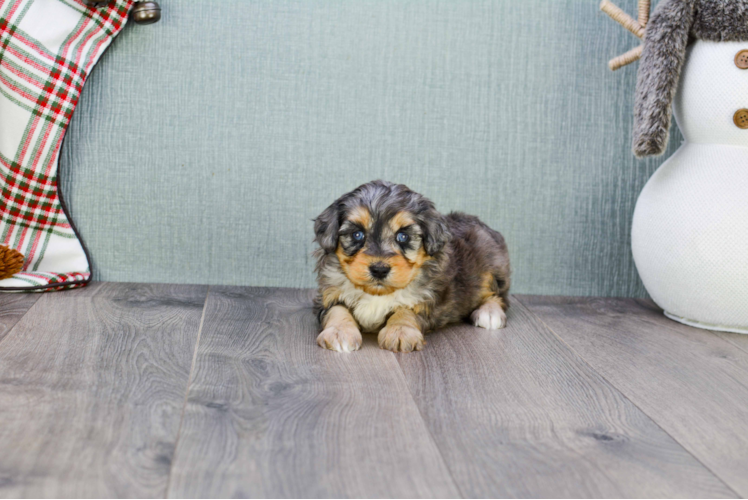 Smart Mini Aussiedoodle Poodle Mix Pup