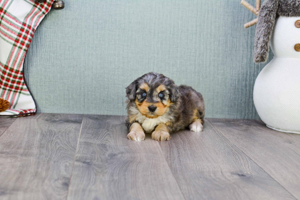 Smart Mini Aussiedoodle Poodle Mix Pup