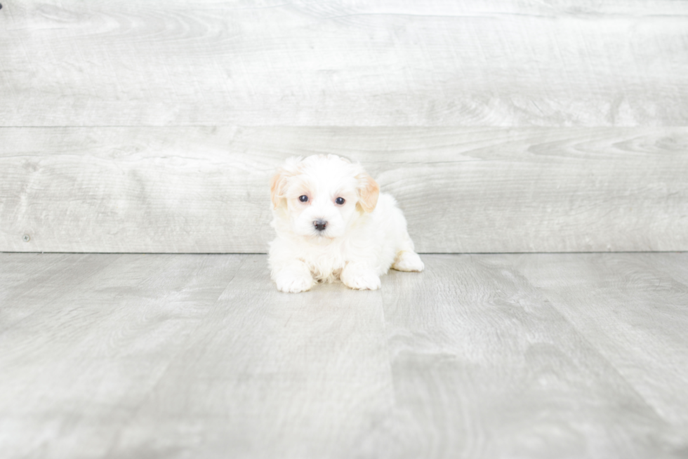 Petite Maltipoo Poodle Mix Pup