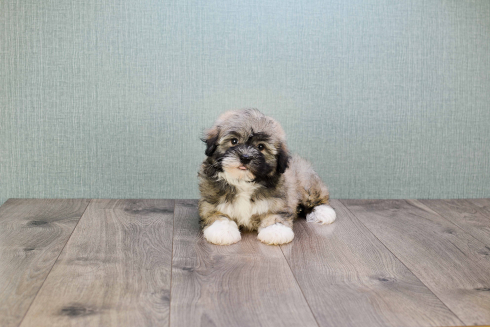 Havanese Pup Being Cute