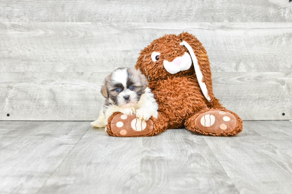 Happy Teddy Bear Baby