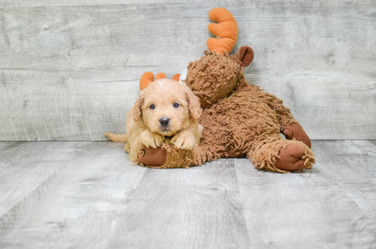 Best Mini Goldendoodle Baby