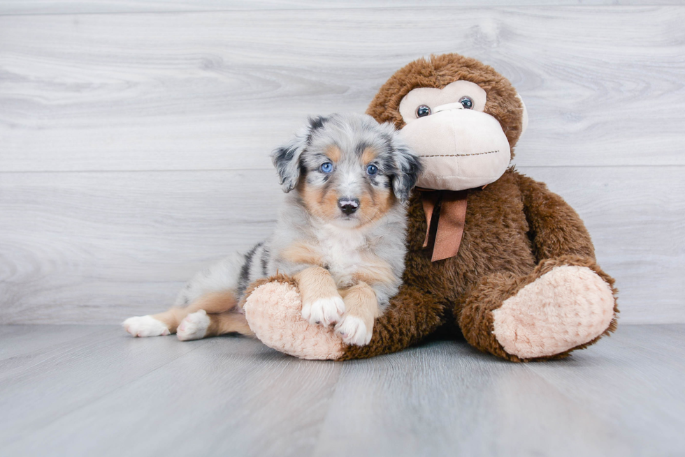 Hypoallergenic Aussiepoo Poodle Mix Puppy