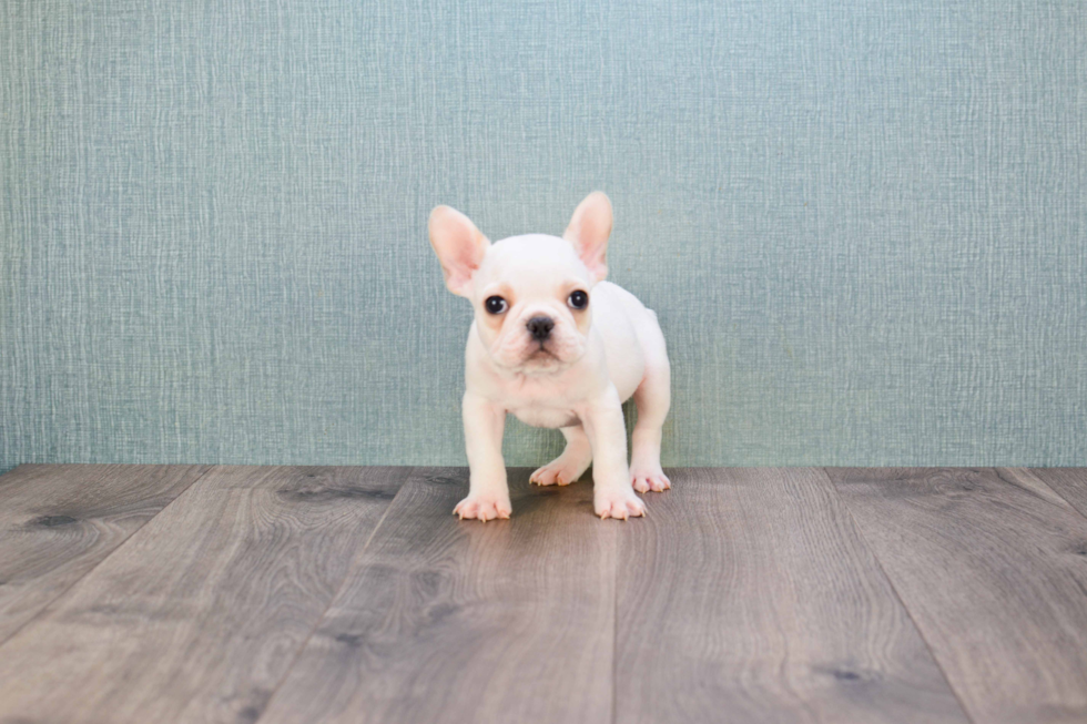 Adorable Frenchie Purebred Puppy