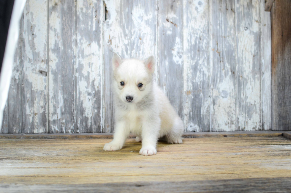 Playful Mini Husky Designer Puppy