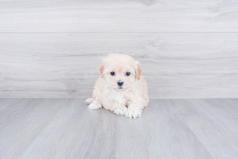 Energetic Maltepoo Poodle Mix Puppy