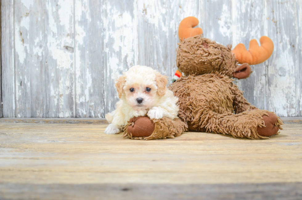 Playful Poodle Purebred Pup