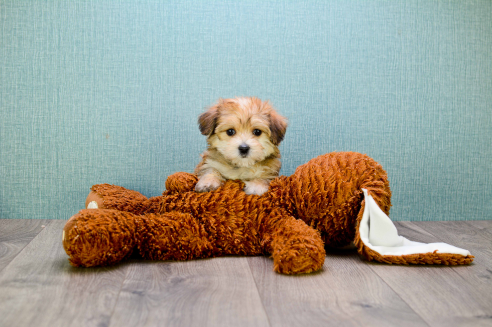 Little Yorkie Designer Puppy