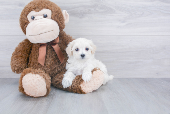 Adorable Maltepoo Poodle Mix Puppy