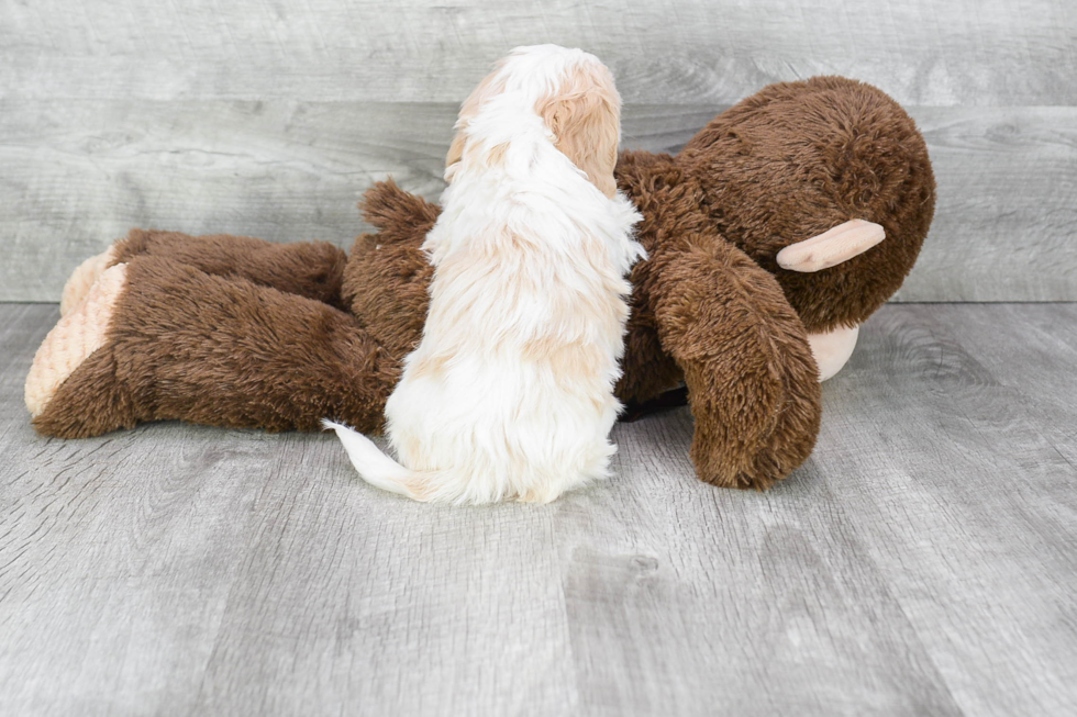 Cavachon Pup Being Cute