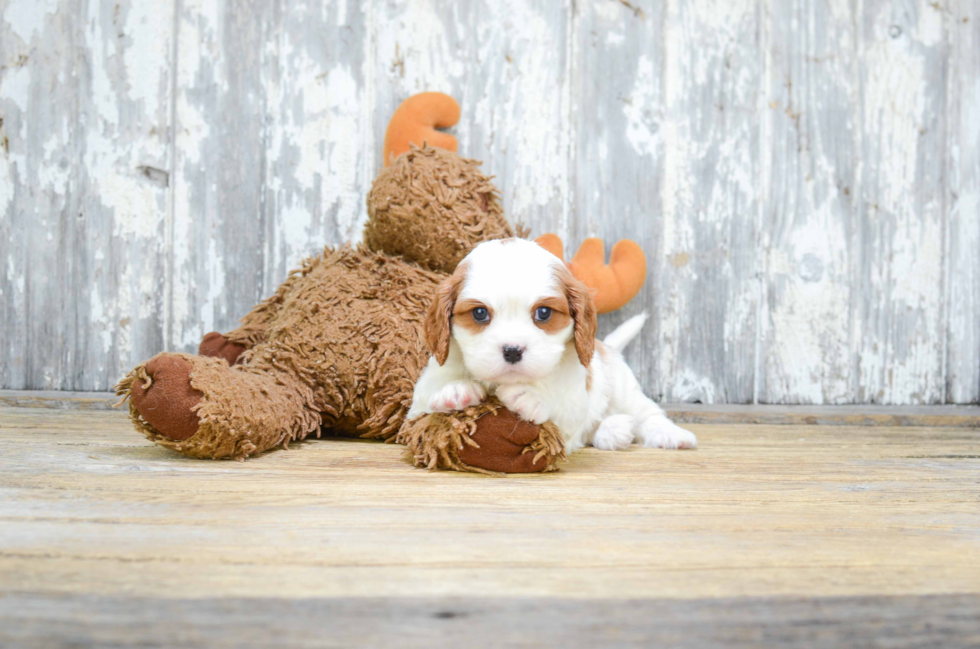 Smart Cavalier King Charles Spaniel Purebred Puppy