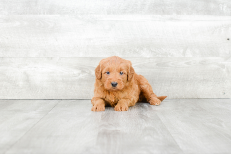 Petite Mini Goldendoodle Poodle Mix Pup