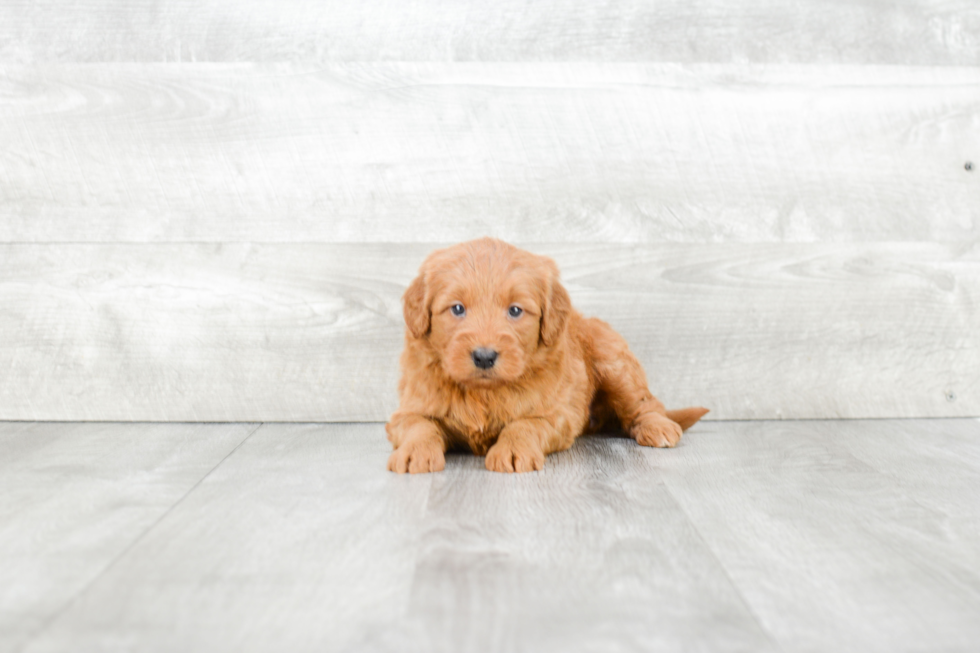 Petite Mini Goldendoodle Poodle Mix Pup