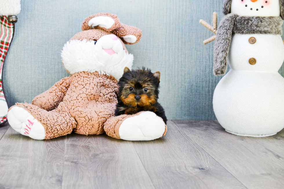 Meet Giselle - our Yorkshire Terrier Puppy Photo 