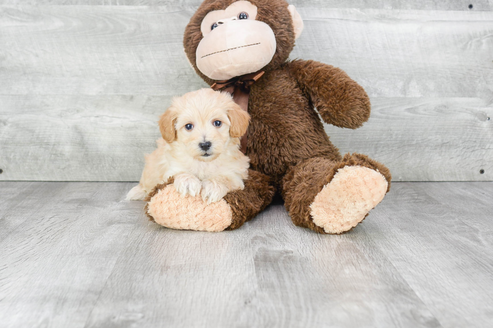 Little Maltepoo Poodle Mix Puppy