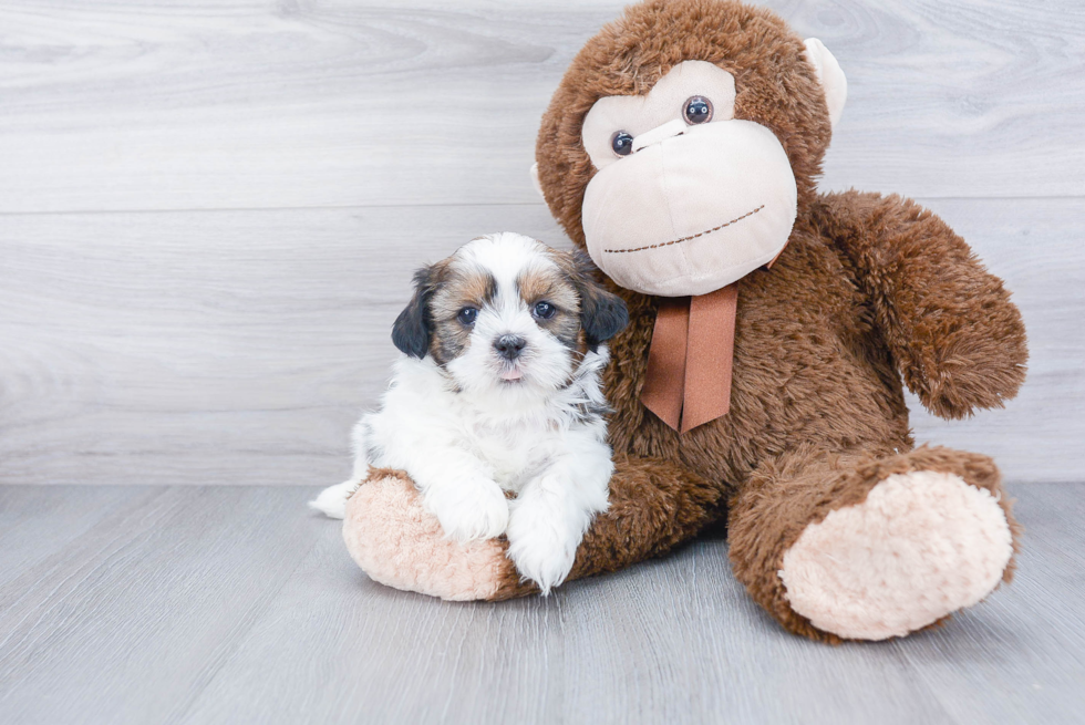 Best Shih Tzu Baby