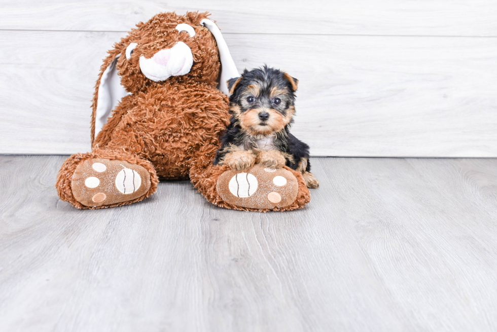 Meet Becca - our Yorkshire Terrier Puppy Photo 