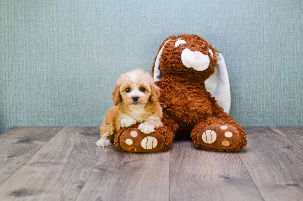 Cavapoo Puppy for Adoption