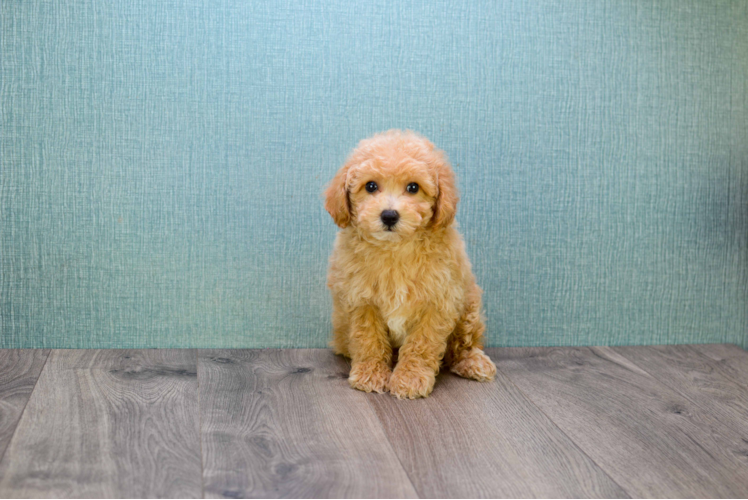 Adorable Cavoodle Poodle Mix Puppy