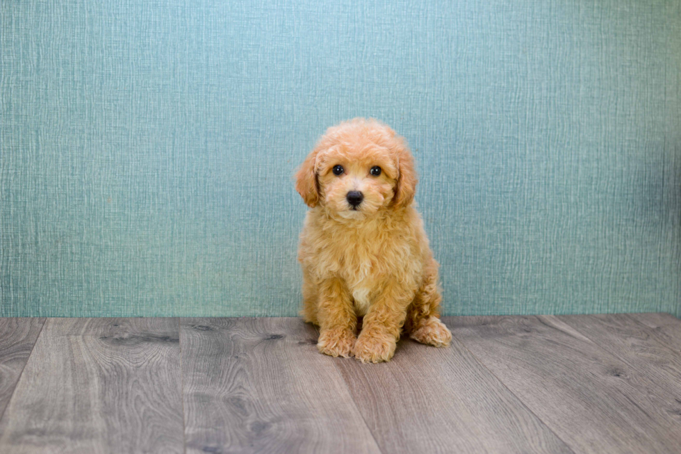 Adorable Cavoodle Poodle Mix Puppy