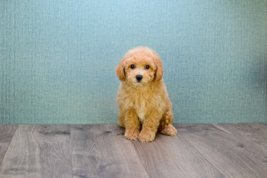 Adorable Cavoodle Poodle Mix Puppy