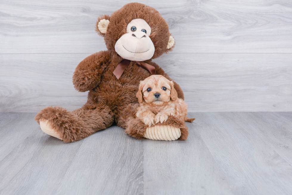 Sweet Cavapoo Baby