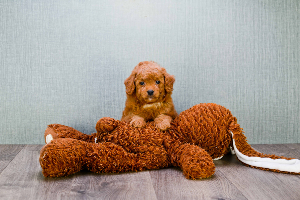 Little Golden Retriever Poodle Mix Puppy