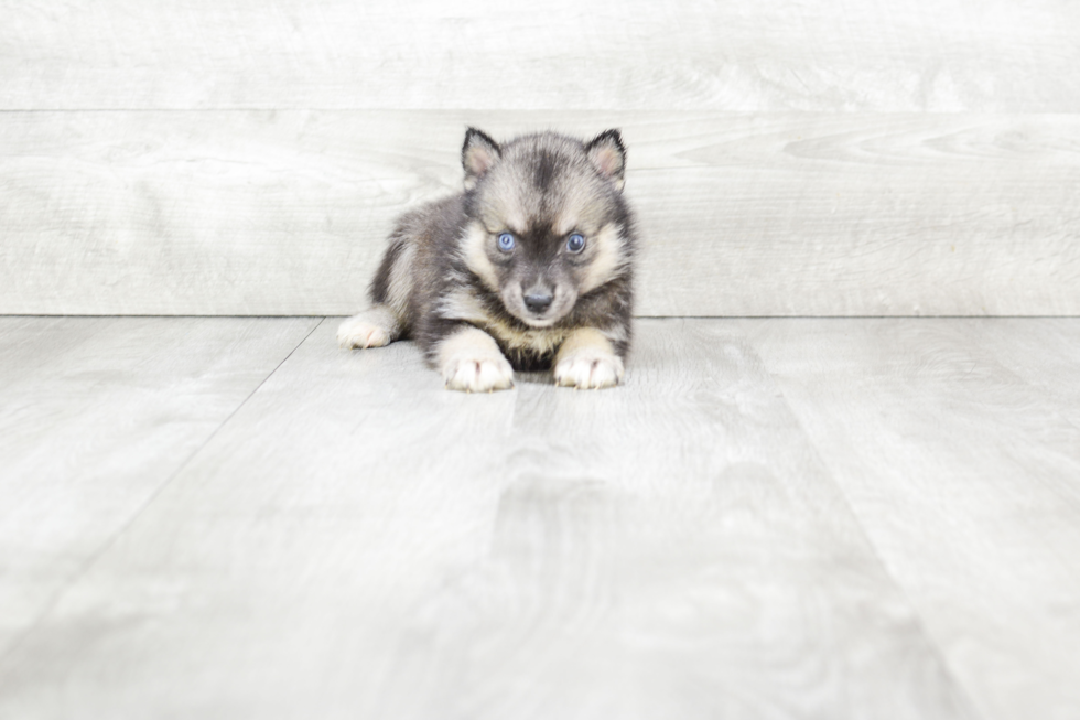 Best Pomsky Baby