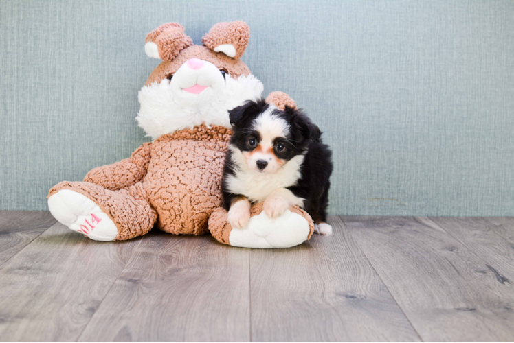 Mini Aussiedoodle Pup Being Cute