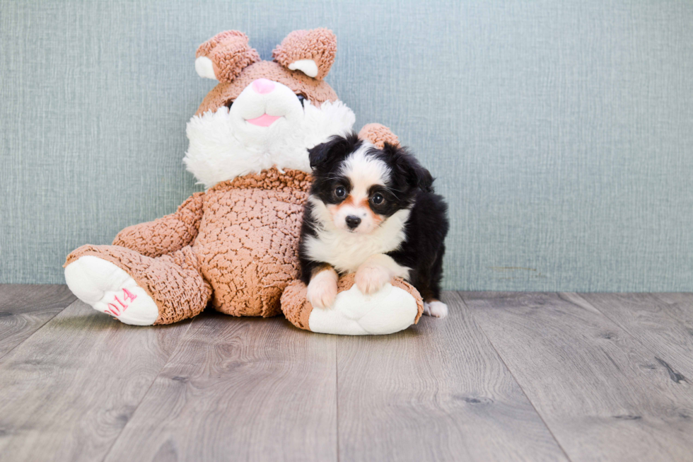 Mini Aussiedoodle Pup Being Cute