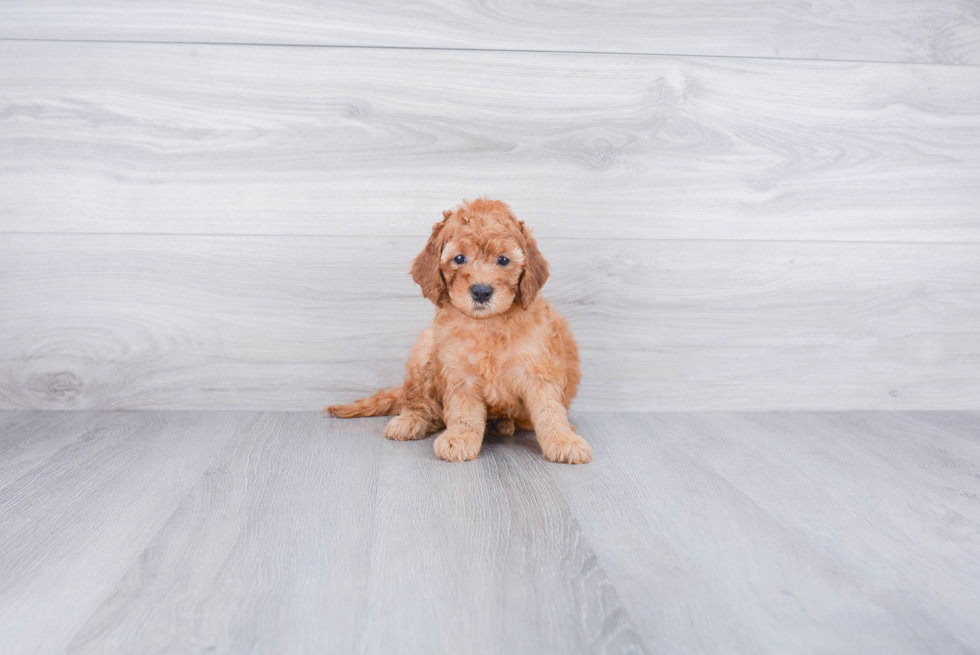 Small Cockapoo Baby