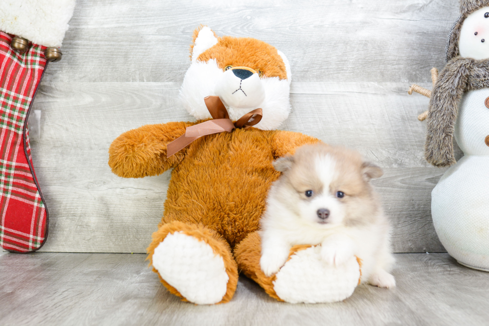 Popular Pomeranian Baby