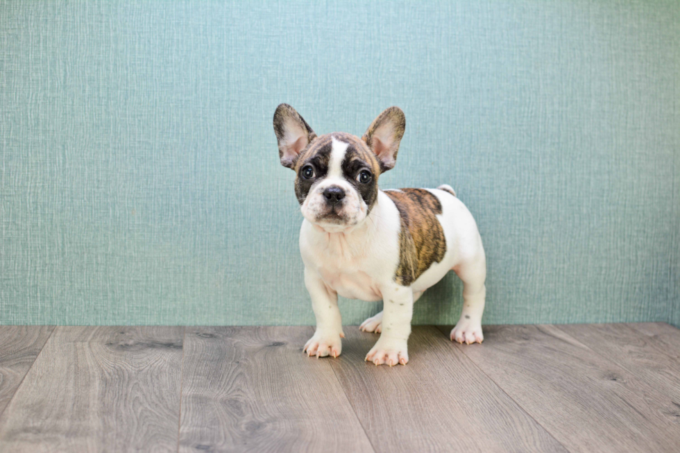 Funny French Bulldog Baby