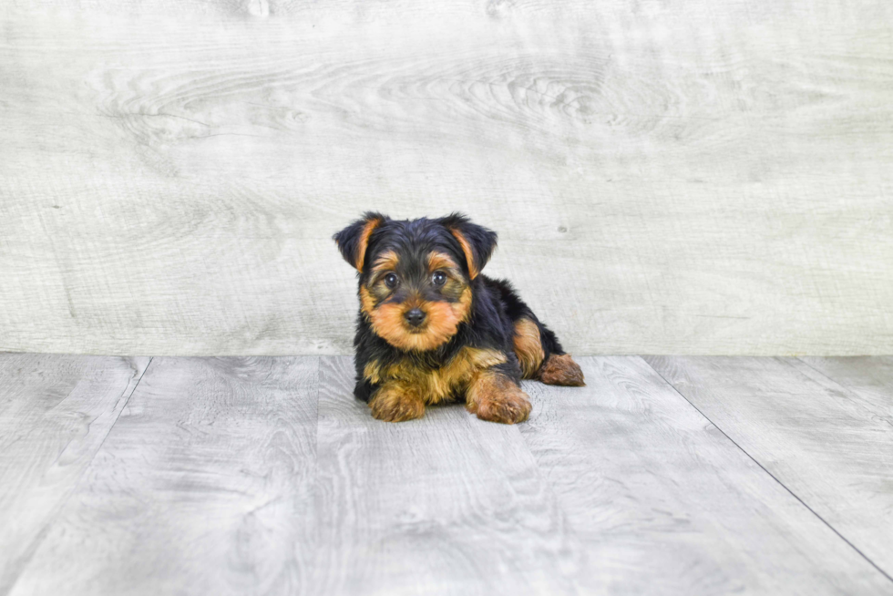 Meet Zoro - our Yorkshire Terrier Puppy Photo 