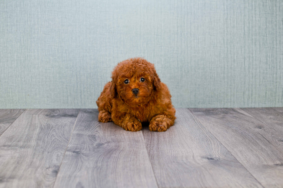 Cavapoo Puppy for Adoption